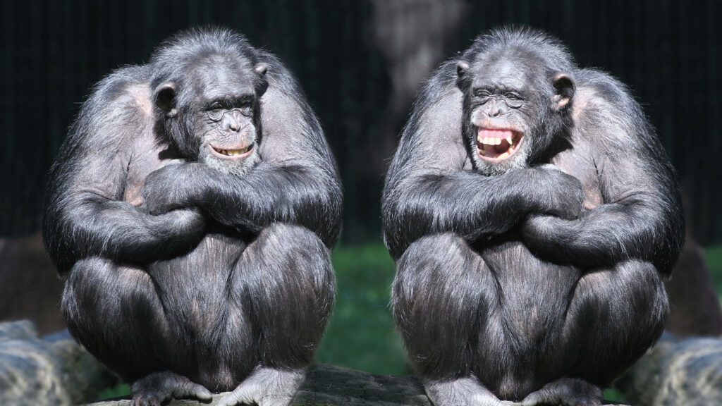 Two playful chimpanzees sitting side by side with joyful grins on a green blurred background Wallpaper