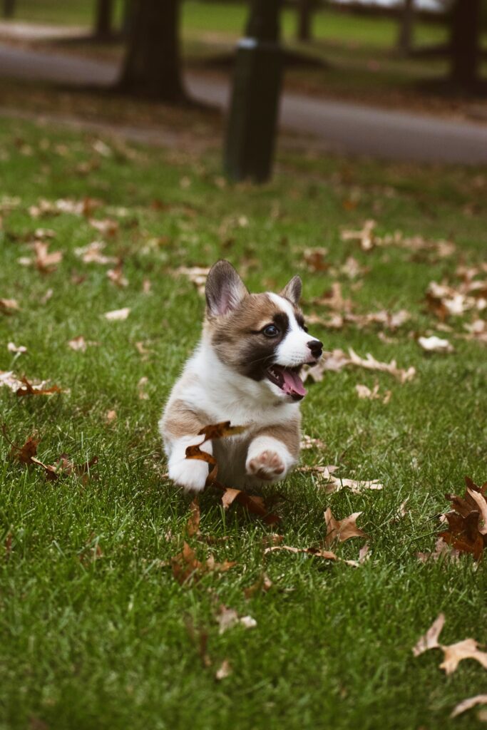 Playful Corgi Puppy Running in Autumn Leaves - Cheerful Wallpaper