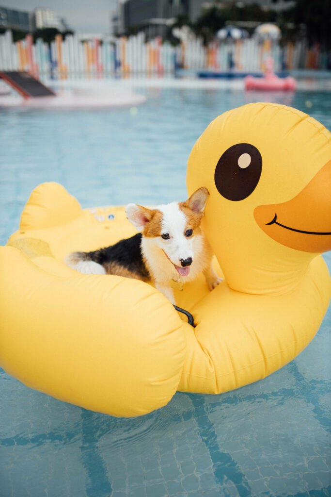 Playful Corgi on Duck Floaty: Summertime Joy Wallpaper Background