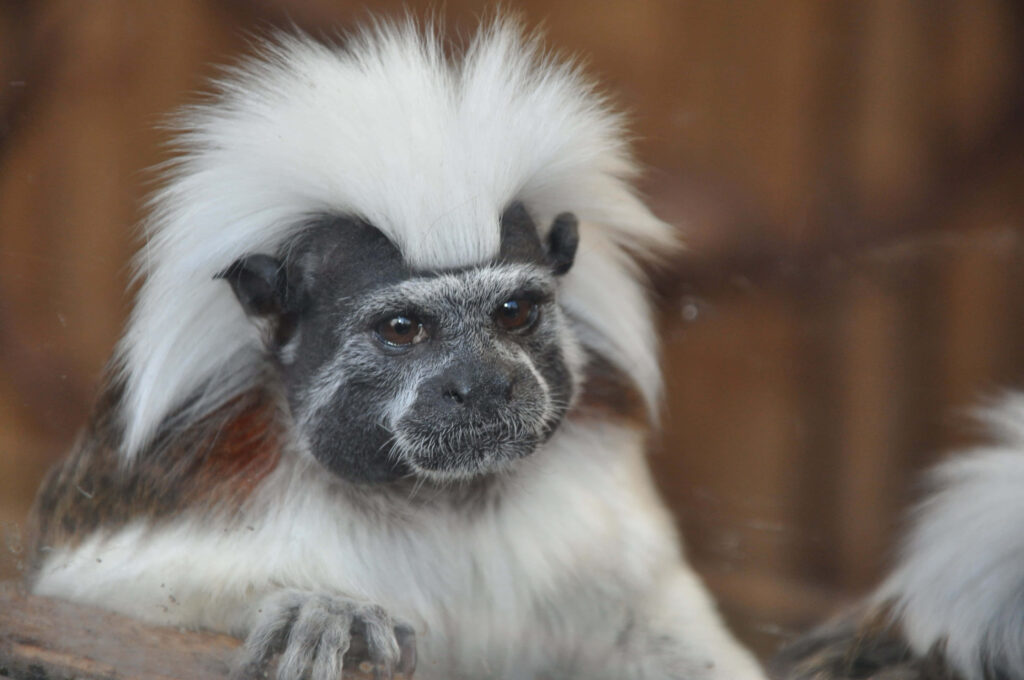 Playful Cotton-Top Tamarin: Fluffy Mane & Curious Expression Wallpaper