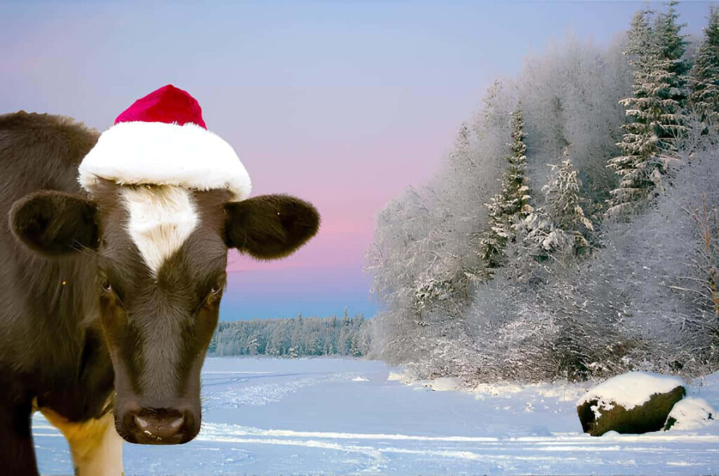 Whimsical Cow in Santa Hat: Serene Winter Wallpaper for Festive Vibes