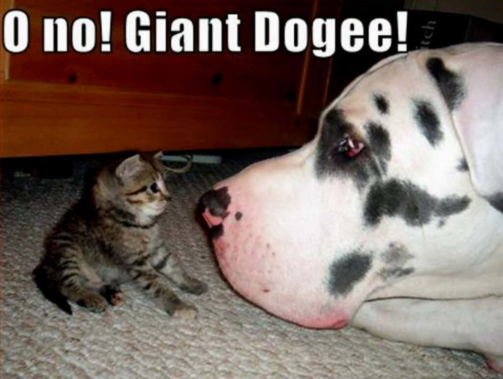 Playful Dalmatian & Curious Kitten Wallpaper: 'O No! Giant Dogee!'