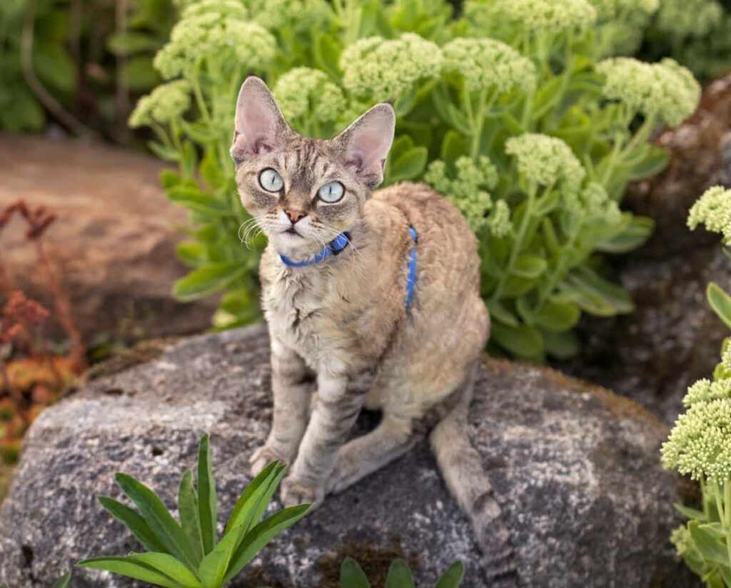 Playful Devon Rex Cat on Rock: Lush Greenery Wallpaper Background