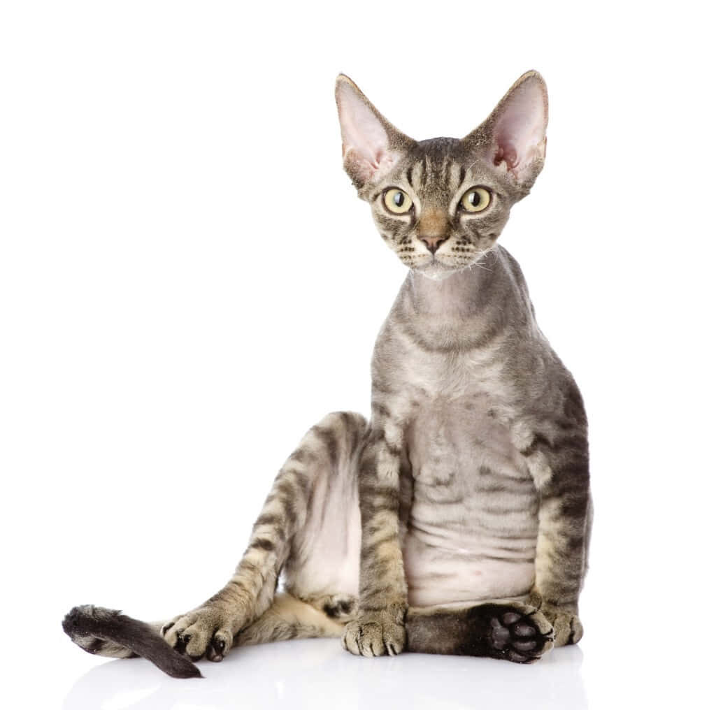 Charming Devon Rex Cat Wallpaper: Playful Elegance & Curiosity
