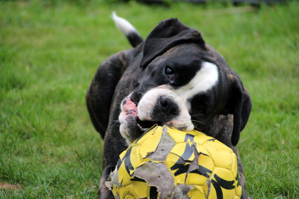 Playful Dog with Yellow Ball: Energetic Fun in a Grassy Background Wallpaper