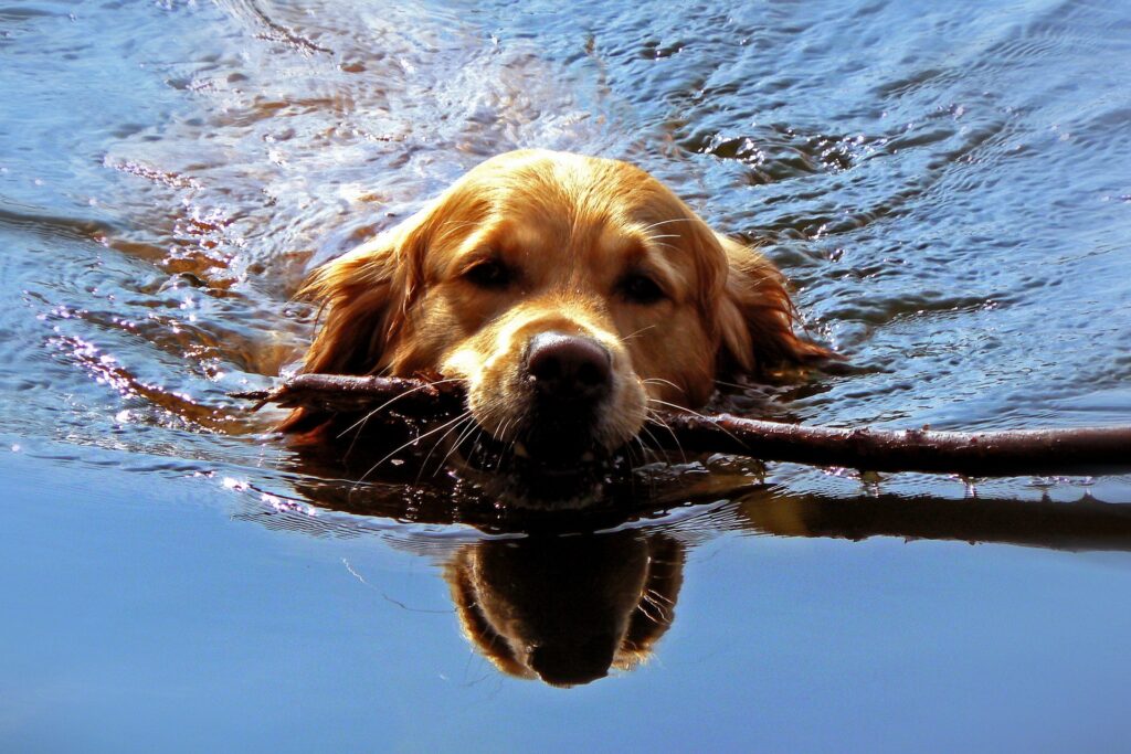 Playful Dog Swimming with Stick: Fun Water Wallpaper Background