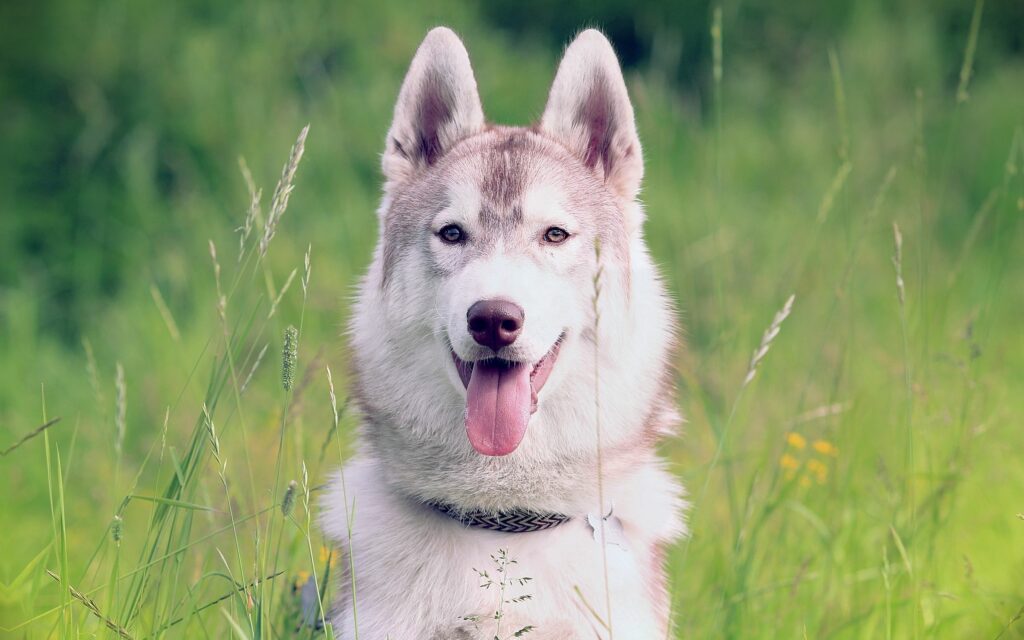 Playful Dog Wallpaper: Bright Eyes & Distinctive Collar on Soft Green