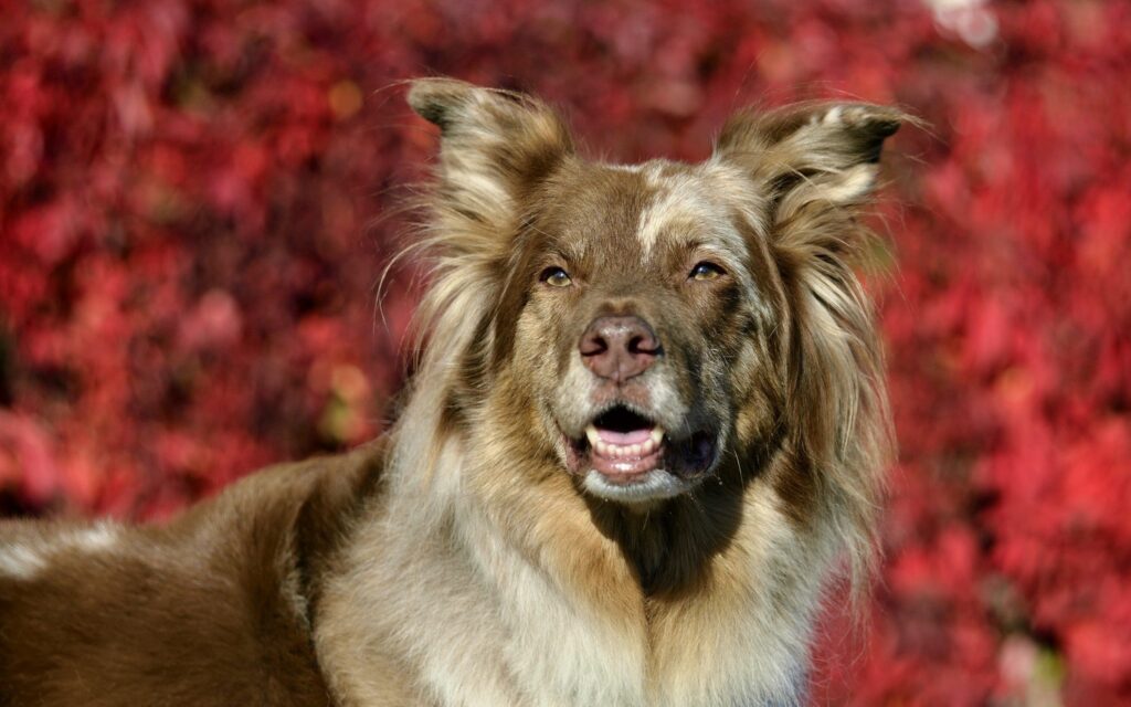 Playful Dog Close-Up on Vibrant Red Background - Captivating Wallpaper