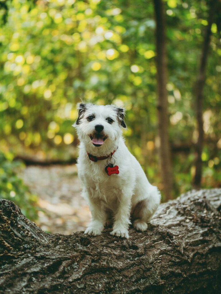 Playful Dog on Tree Trunk: Delightful Nature Wallpaper for Pet Lovers