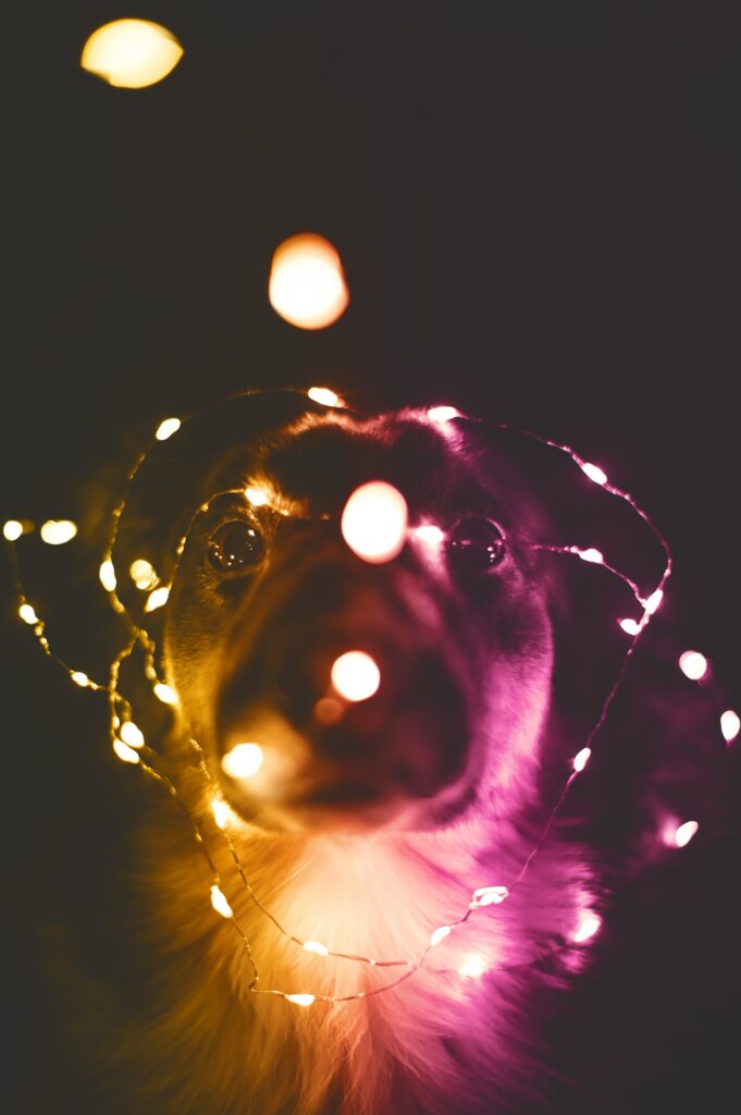 Whimsical Dog Wrapped in Colorful Light Bulbs: Festive Wallpaper