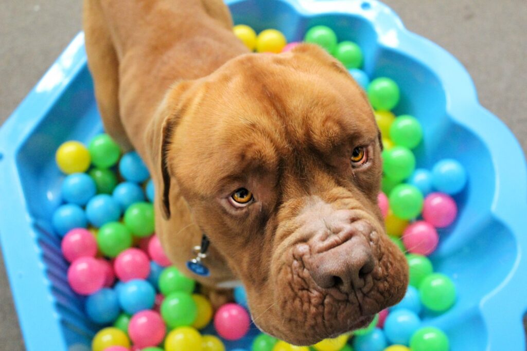 Playful Dog in Colorful Pool of Plastic Balls - Charming Wallpaper