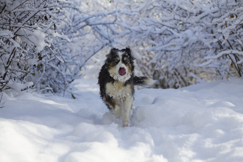 Playful Dog in Snowy Landscape: Fun Winter Adventure Scene Wallpaper