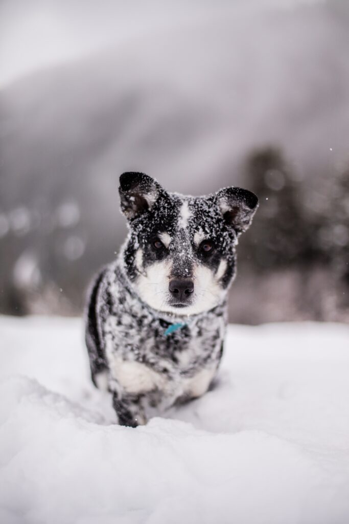 Playful Dog in Snowy Landscape - Humorous Winter Wallpaper