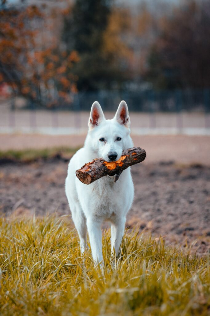 Playful Dog with Stick in Lush Field: A Humorous & Endearing Moment Wallpaper