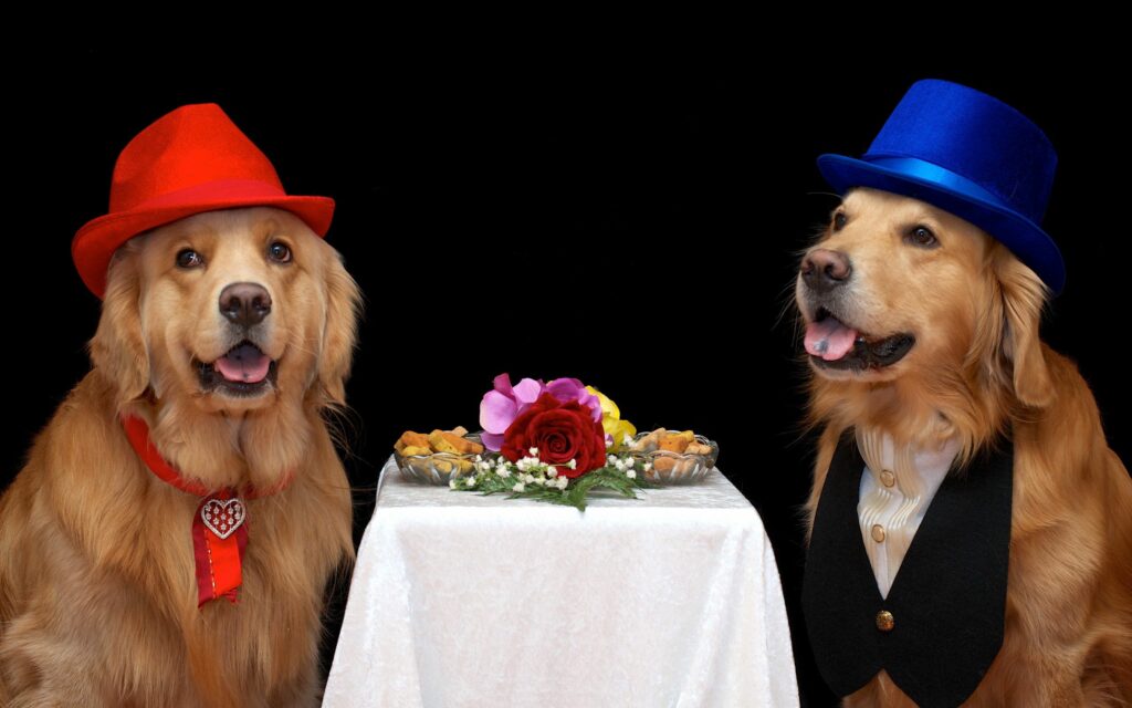 Playful Dogs in Colorful Hats Enjoy Charming Meal at Table Wallpaper