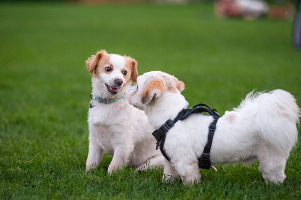 Playful Dogs on Lush Green Lawn - Charming Wallpaper Background