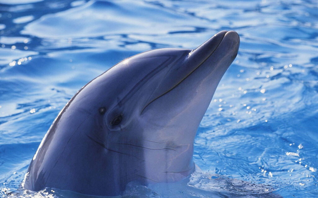Playful Dolphin in Sparkling Water - Stunning Wallpaper Background