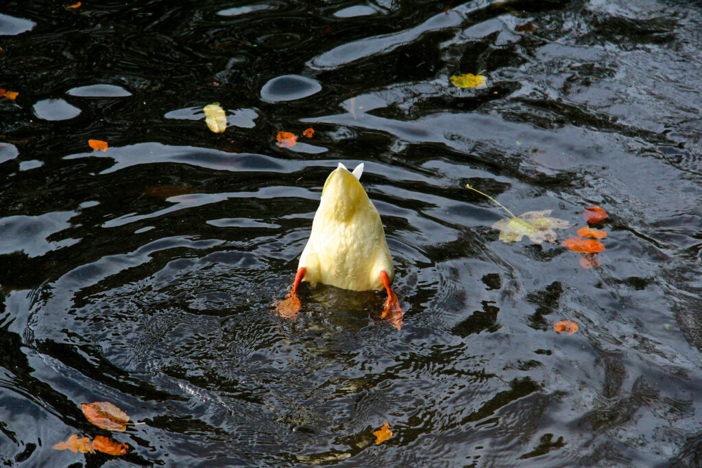 Playful Duck Diving Wallpaper: Charming Autumn Scene with Ripples