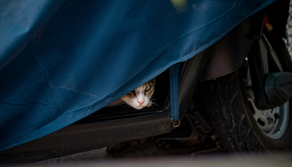 Adorable Feline Surprises From Behind a Blue Vehicle Drape in HD Ambience Wallpaper