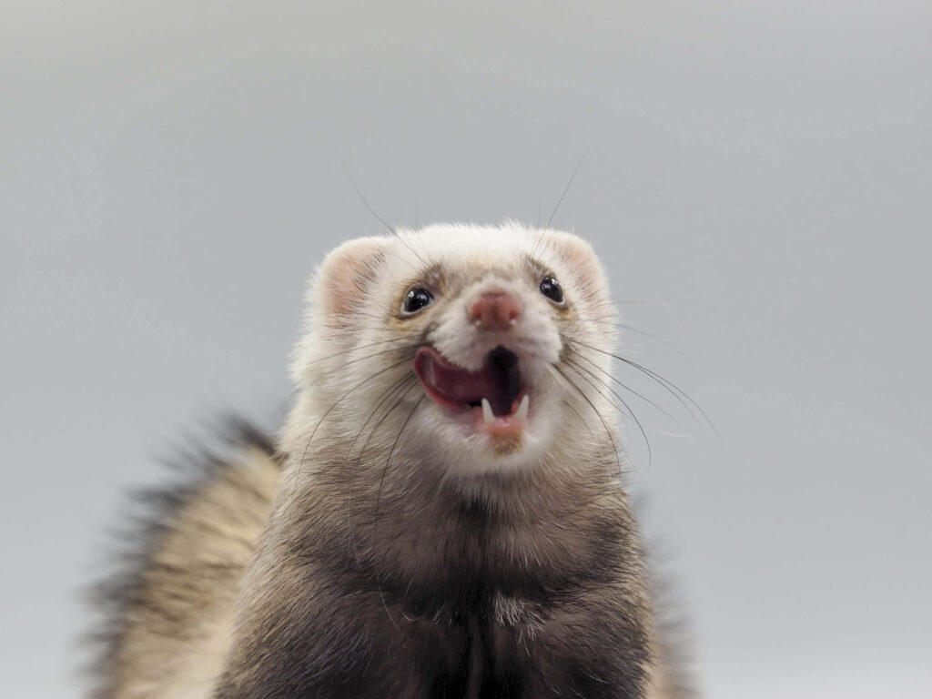 Playful Ferret Close-Up: Curious Nature on Neutral Wallpaper