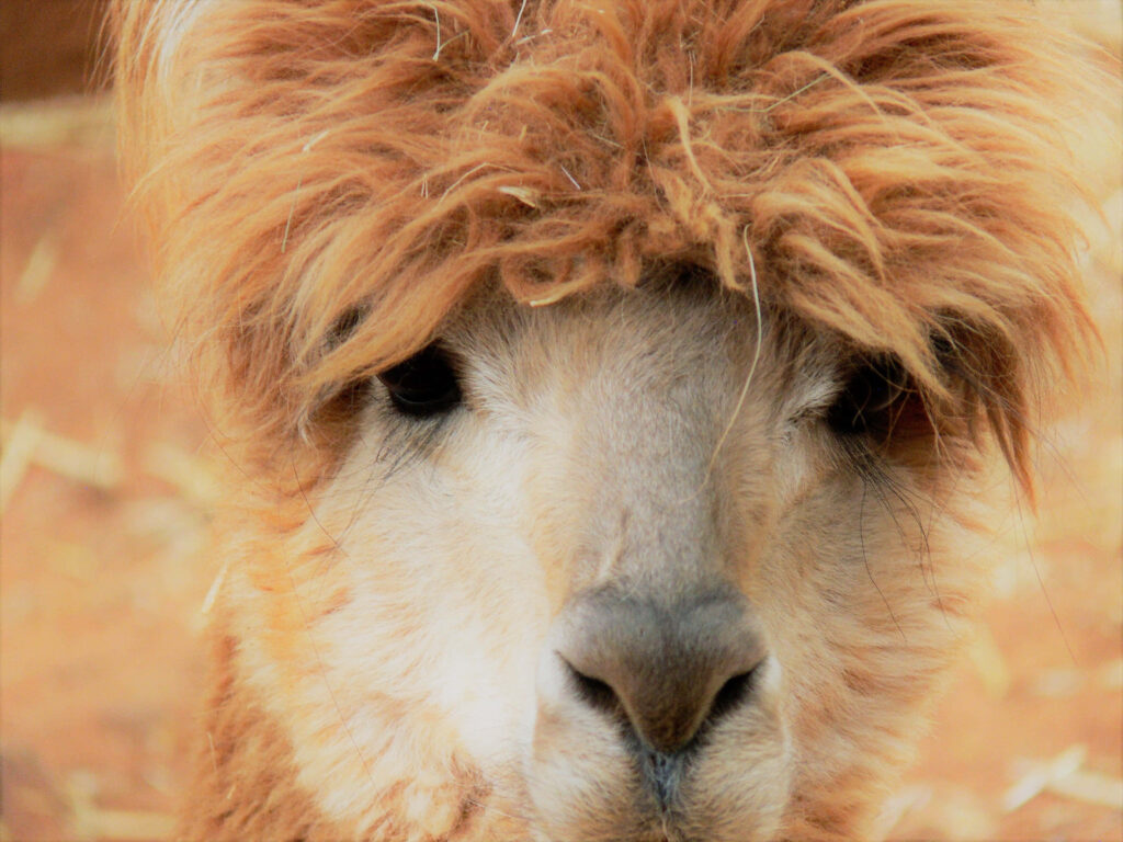 Funny Fluffy Brown Llama Wallpaper: Charming Close-Up Background