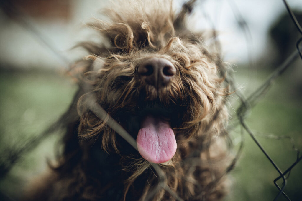 Playful Fluffy Dog Wallpaper: Happy & Energetic Pet Background