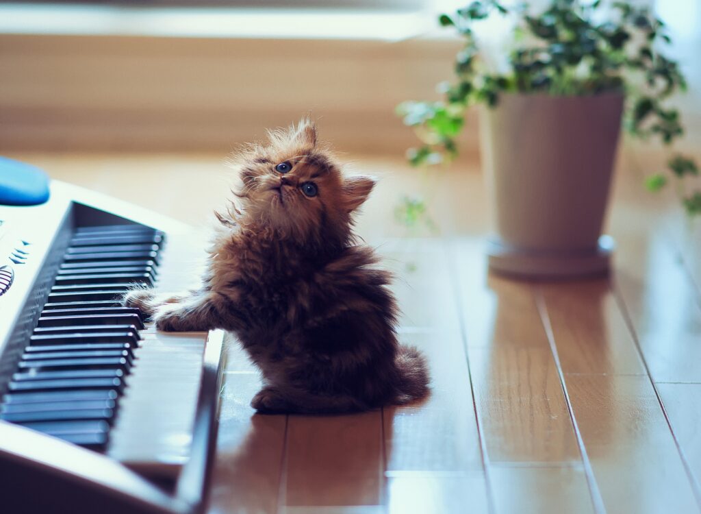 Playful Fluffy Kitten Curiously Gazes at Synthesizer in Sunlit Room Wallpaper