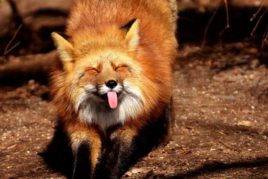 Playful Fox Wallpaper: Humorous Forest Scene in Vibrant Colors