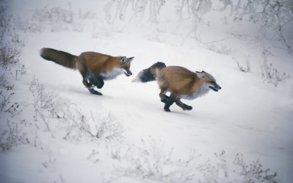 Playful Foxes in Snowy Landscape - High-Resolution Winter Wallpaper