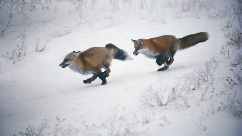 Winter Wonderland: Foxes Sprinting in a Snowy Landscape Wallpaper