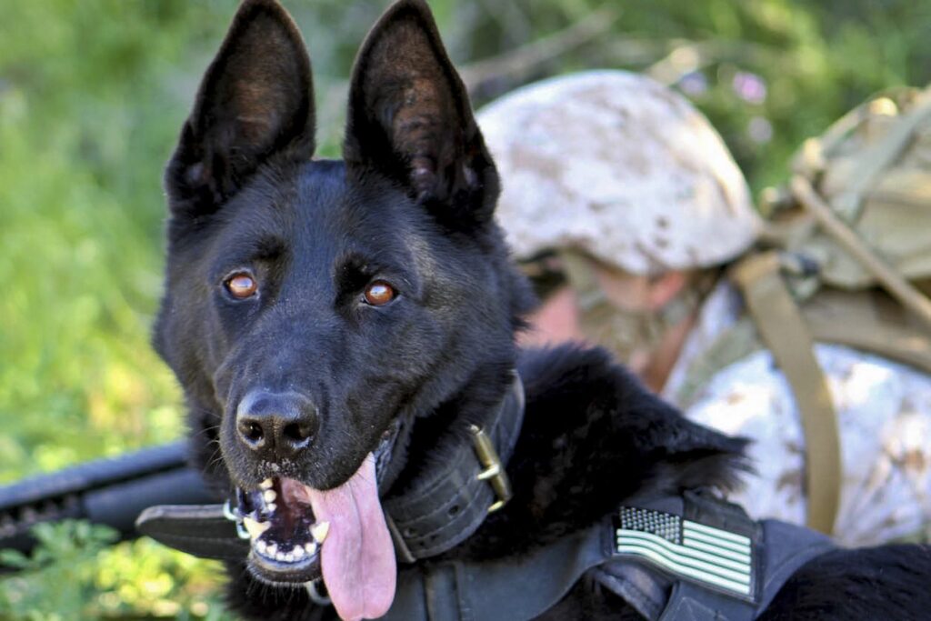 Playful German Shepherd in Harness Against Military Background Wallpaper