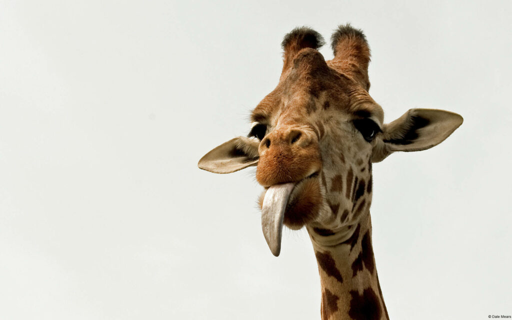 Charming Giraffe Wallpaper: Playful Tongue Out on Simple Background