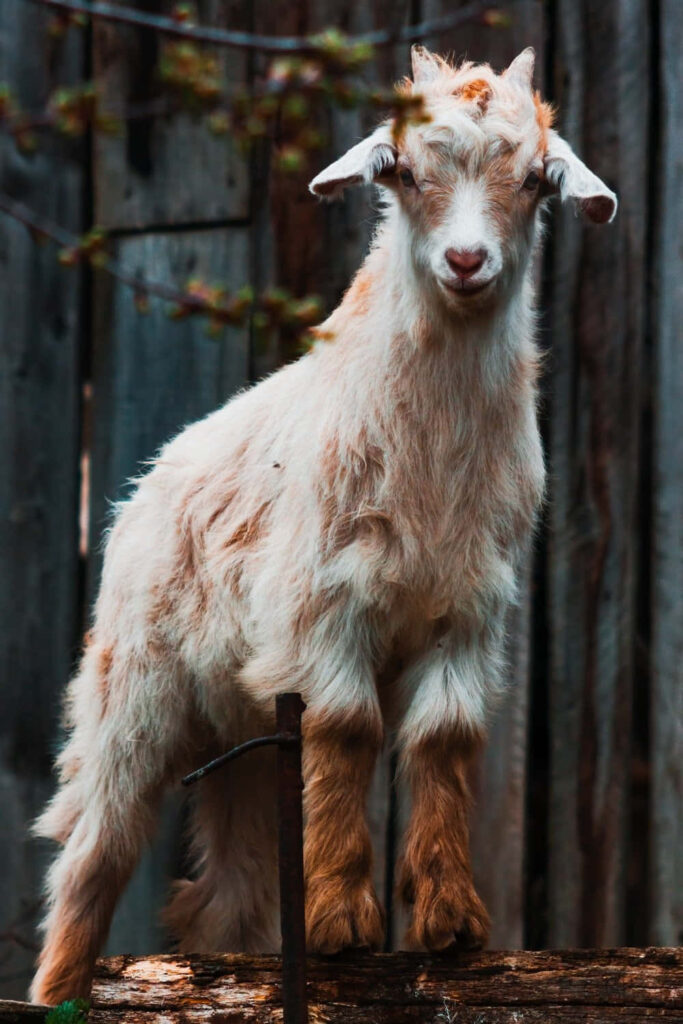 Whimsical Goat Kid on Log: Charming Rustic Wooden Background Wallpaper