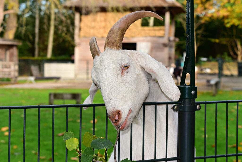 Playful Goat Peeks Over Fence, Showcasing Humor in Vibrant Zoo Scene Wallpaper