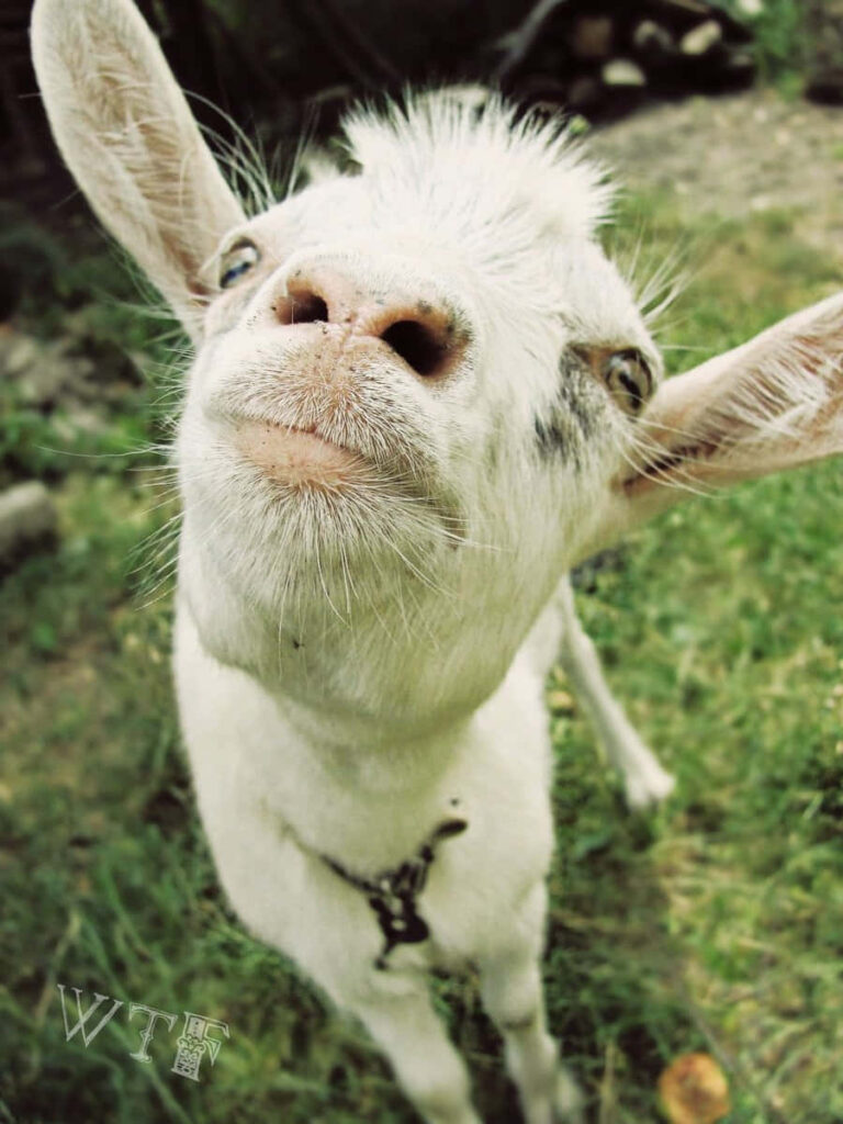 Playful Goat Close-Up Wallpaper: Endearing Expression on Grass
