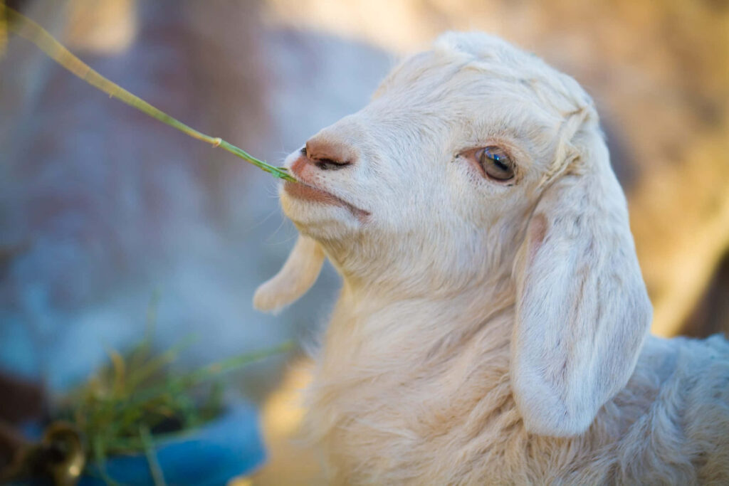 Playful Goat Wallpaper: A Humorous Background for Your Screens
