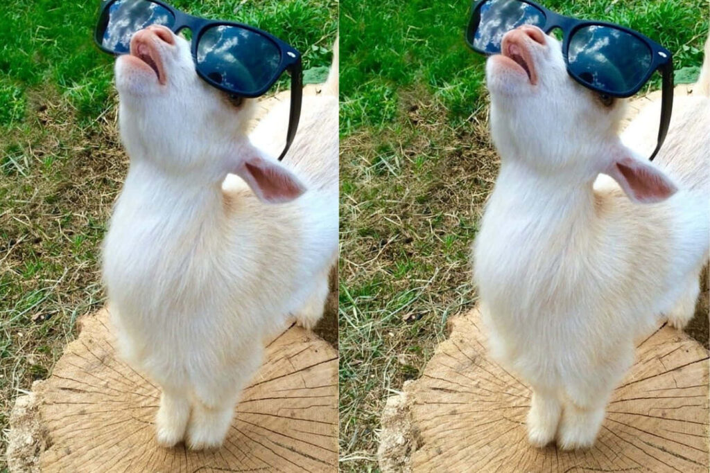 Adorable Sunglasses Goat Wallpaper: Cheerful Charm in Greenery