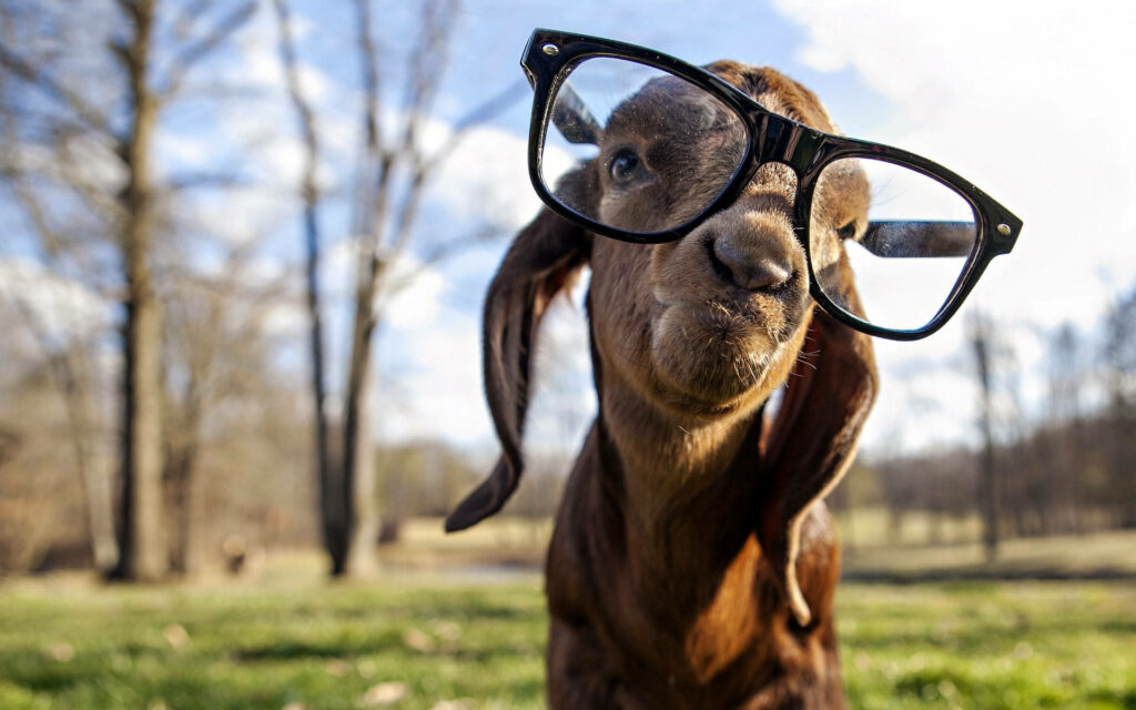 Playful Goat Wallpaper: Quirky Style with Oversized Glasses