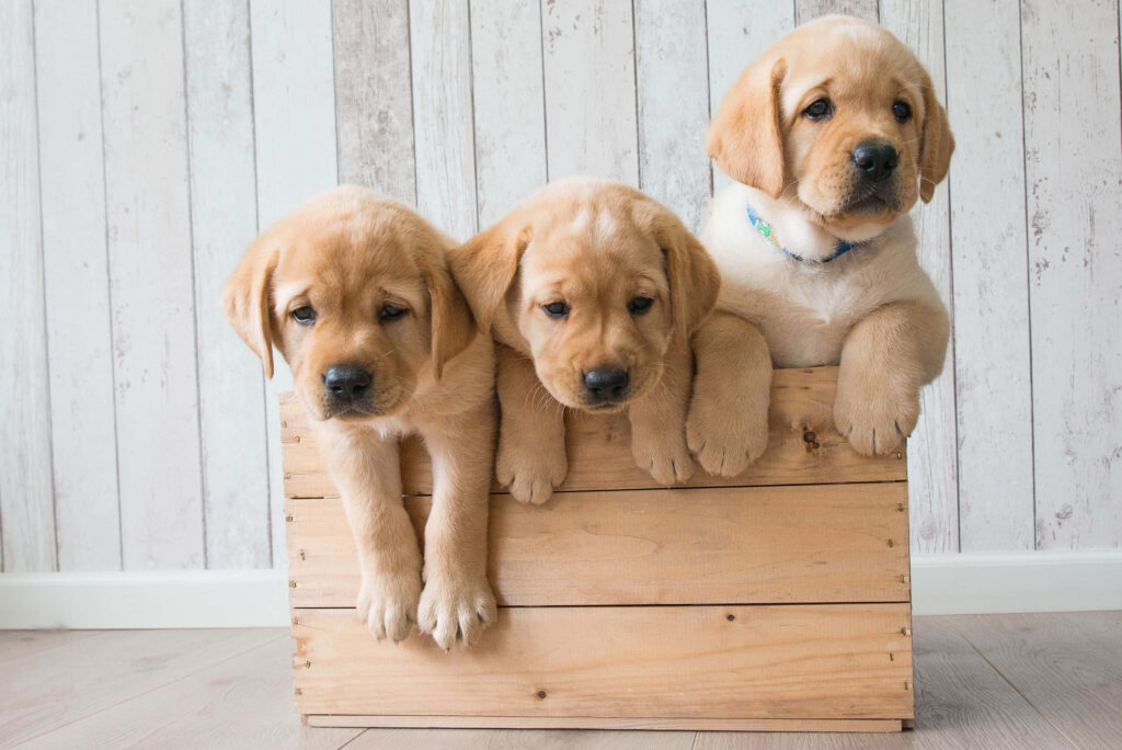 Charming Golden Retriever Puppies Peeking Out – Heartwarming Wallpaper