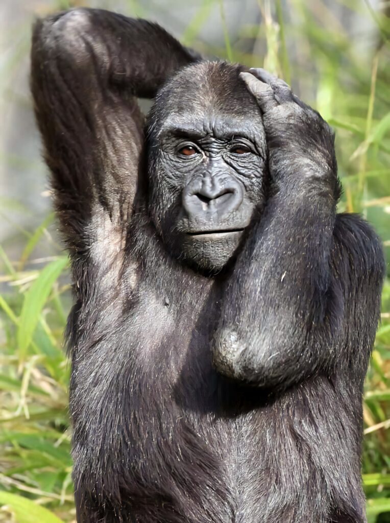 Playful Gorilla Wallpaper: Fun Primate in Lush Green Background