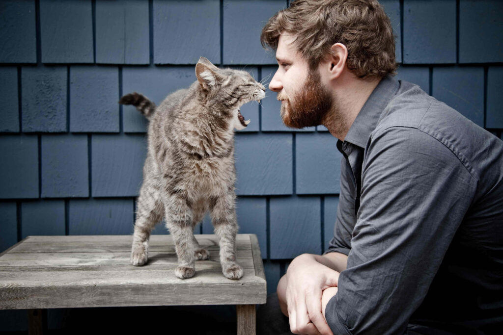 Playful Gray Tabby Cat on Rustic Table: Hilarious Hissing Scene Wallpaper