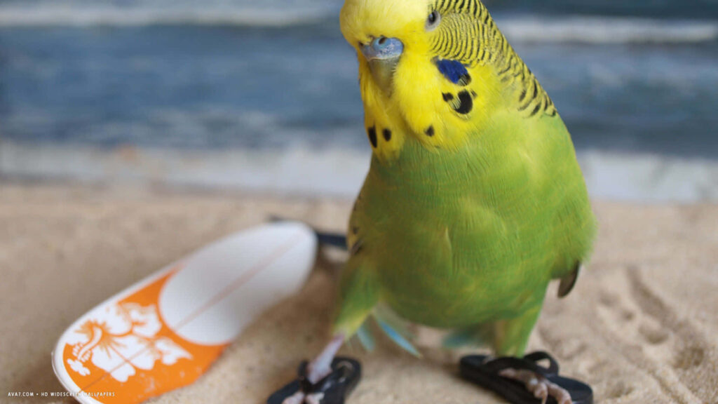 Playful Green Parakeet on Beach with Mini Surfboard - Whimsical Scene Wallpaper