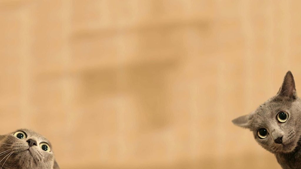 Funny wallpaper with two curious grey cats peeking from bottom corners on tan textured background