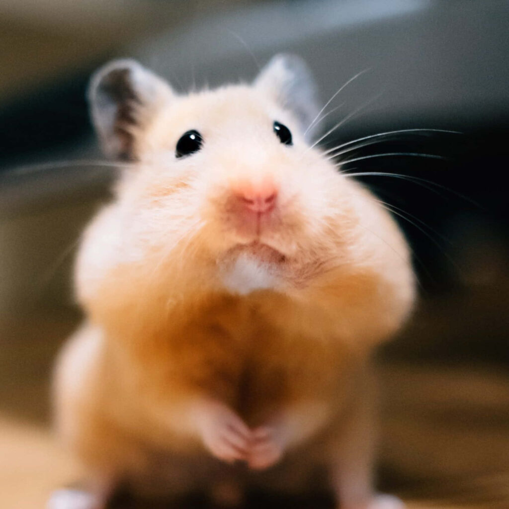Adorable Hamster Wallpaper: Charming & Humorous Background