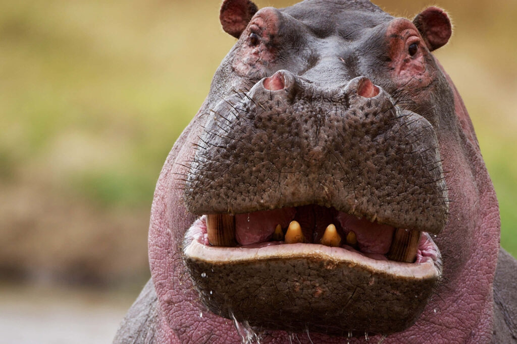Playful Hippo Wallpaper: Humorous Close-Up with Wide Smile