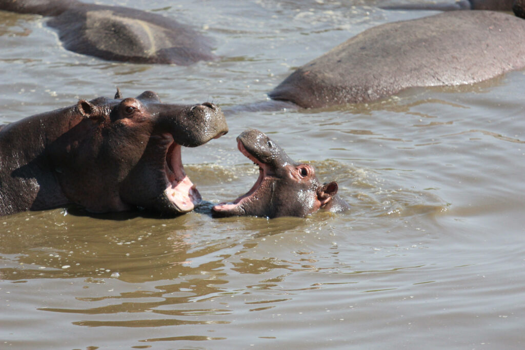 Playful Hippos in a Swamp: Fun Animal Wallpaper Background