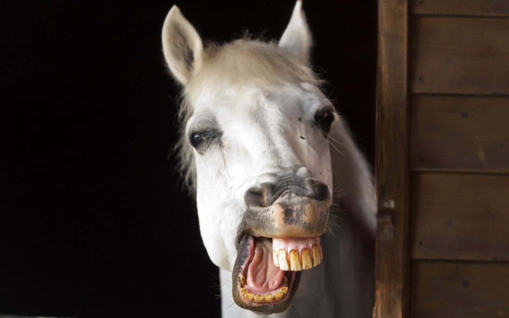 Cheerful Horse Wallpaper: Playful Design with Comical Yellow Teeth