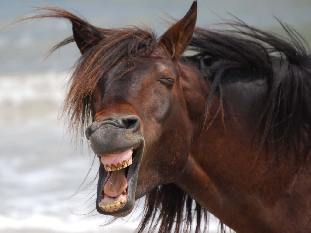 Playful Horse Wallpaper: Humorous Seaside Scene with Ocean Waves
