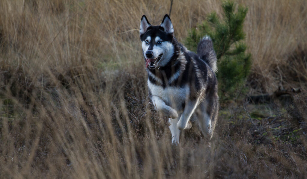 Playful Husky mid-Run: Energetic Spirit in Grassy Nature Wallpaper