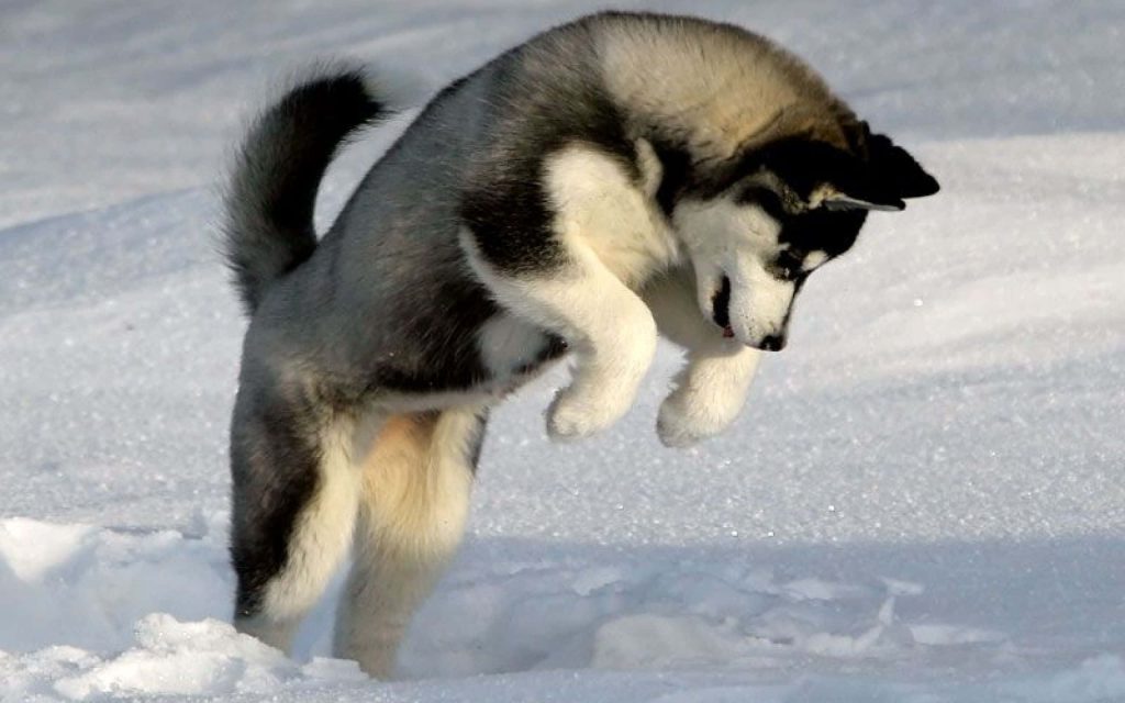 Playful black and white Husky puppy mid-air pounce on fresh snow winter wallpaper background